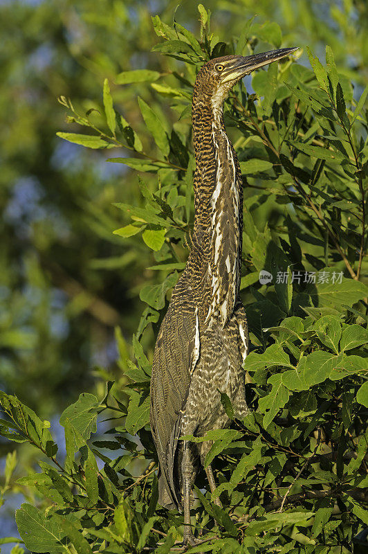 红虎鹭(Tigrisoma lineatum)是鹭科苍鹭的一种，发现于潘塔纳尔，巴西。不成熟的少年。